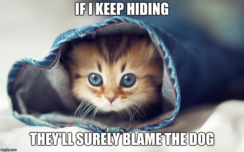 IF I KEEP HIDING; THEY'LL SURELY BLAME THE DOG | image tagged in memes,cute cat,cats | made w/ Imgflip meme maker