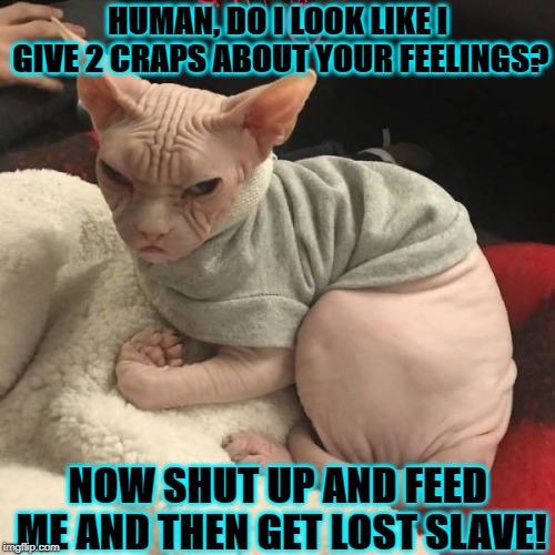 HUMAN, DO I LOOK LIKE I GIVE 2 CRAPS ABOUT YOUR FEELINGS? NOW SHUT UP AND FEED ME AND THEN GET LOST SLAVE! | image tagged in grumpy sphinx | made w/ Imgflip meme maker