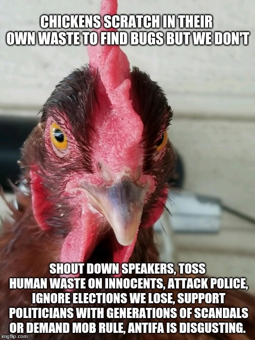 Anti antifa spokes chicken calls antifa disgusting.  | CHICKENS SCRATCH IN THEIR OWN WASTE TO FIND BUGS BUT WE DON'T; SHOUT DOWN SPEAKERS, TOSS HUMAN WASTE ON INNOCENTS, ATTACK POLICE, IGNORE ELECTIONS WE LOSE, SUPPORT POLITICIANS WITH GENERATIONS OF SCANDALS OR DEMAND MOB RULE, ANTIFA IS DISGUSTING. | image tagged in anti antifa spokes chicken,anti first amendment,antifa thugs,support free speech | made w/ Imgflip meme maker