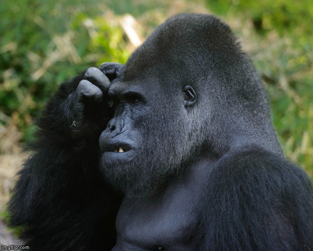 Gorilla Scratching Head | image tagged in gorilla scratching head | made w/ Imgflip meme maker