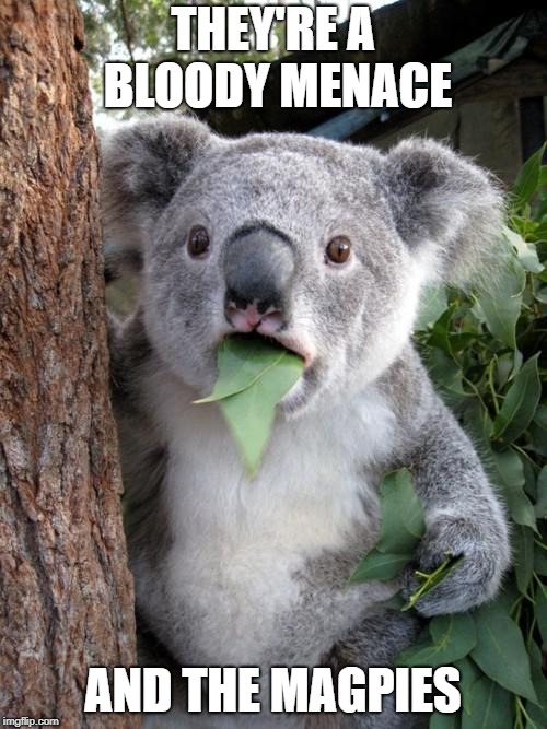 Surprised Koala Meme | THEY'RE A BLOODY MENACE AND THE MAGPIES | image tagged in memes,surprised koala | made w/ Imgflip meme maker