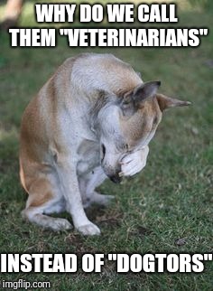 A question scientists still can't answer | WHY DO WE CALL THEM "VETERINARIANS"; INSTEAD OF "DOGTORS" | image tagged in memes,fun,bad pun dog,captain picard facepalm | made w/ Imgflip meme maker