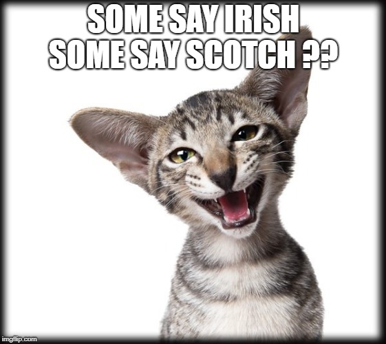 kitten | SOME SAY IRISH SOME SAY SCOTCH ?? | image tagged in kitten | made w/ Imgflip meme maker