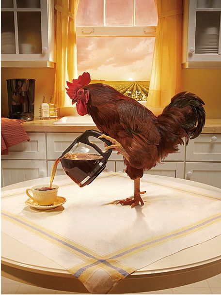 High Quality Morning Rooster Blank Meme Template