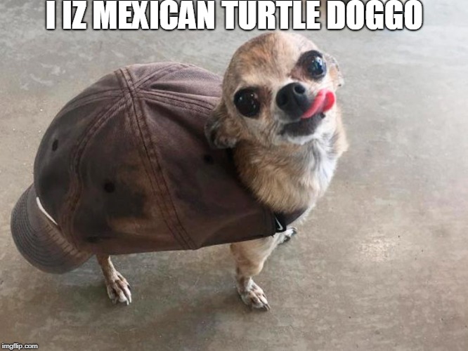 can i haz taco? | I IZ MEXICAN TURTLE DOGGO | image tagged in doggo | made w/ Imgflip meme maker