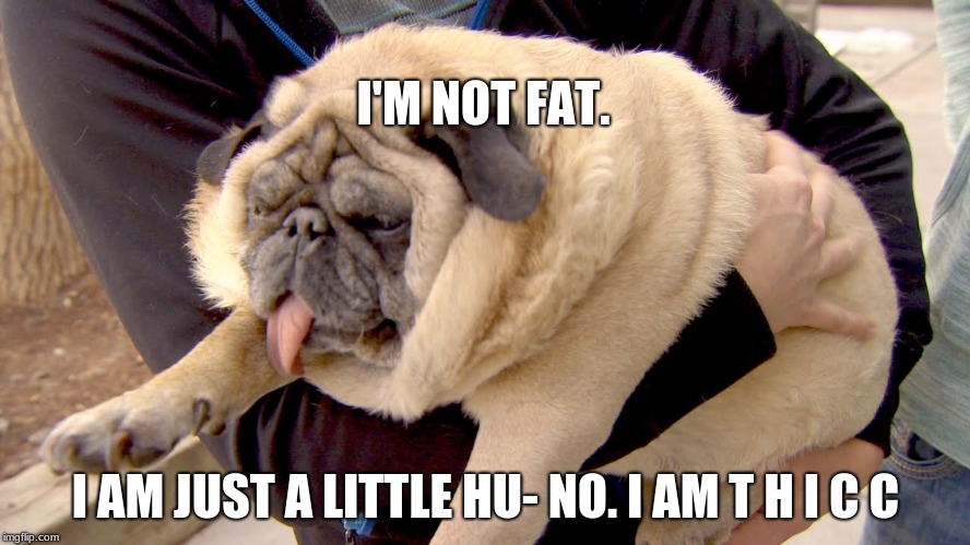 fat pug | I'M NOT FAT. I AM JUST A LITTLE HU- NO. I AM T H I C C | image tagged in fat pug | made w/ Imgflip meme maker