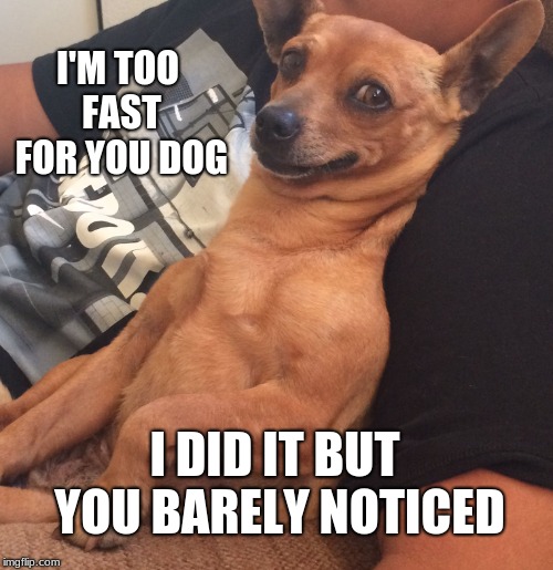 Max the Sarcastic Dog | I'M TOO FAST FOR YOU DOG I DID IT BUT YOU BARELY NOTICED | image tagged in max the sarcastic dog | made w/ Imgflip meme maker