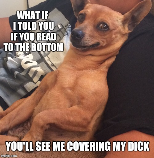 It's true if you look | WHAT IF I TOLD YOU IF YOU READ TO THE BOTTOM; YOU'LL SEE ME COVERING MY DICK | image tagged in max the sarcastic dog,memes,pervert,why you look | made w/ Imgflip meme maker