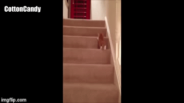 cats are not very intelligent | image tagged in gifs,cats | made w/ Imgflip video-to-gif maker
