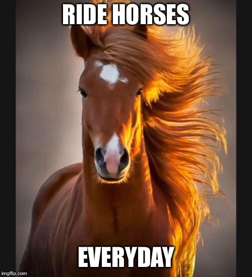 Horse | RIDE HORSES; EVERYDAY | image tagged in horse | made w/ Imgflip meme maker
