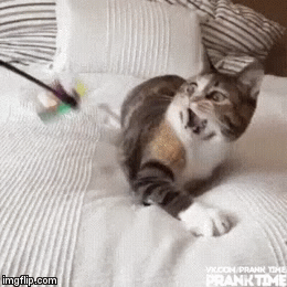 Cat_Lady | image tagged in gifs,cats | made w/ Imgflip video-to-gif maker