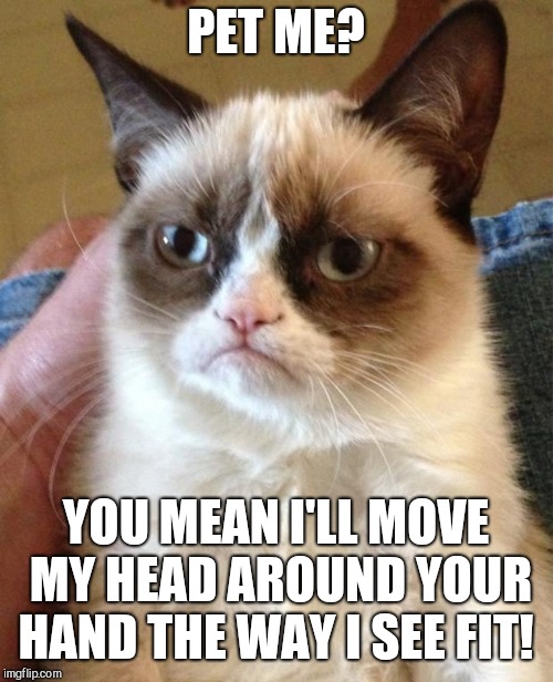 Angry Cat | PET ME? YOU MEAN I'LL MOVE MY HEAD AROUND YOUR HAND THE WAY I SEE FIT! | image tagged in angry cat | made w/ Imgflip meme maker