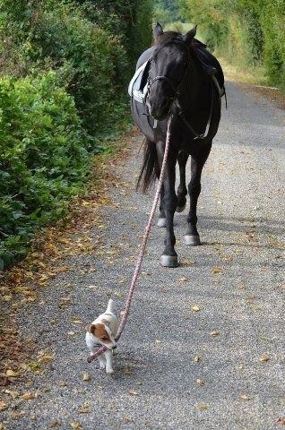 High Quality nanny taking dog out for a walk Blank Meme Template