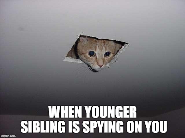  WHEN YOUNGER SIBLING IS SPYING ON YOU | image tagged in cats | made w/ Imgflip meme maker