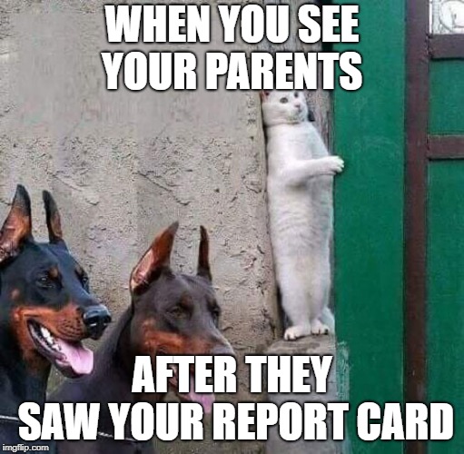cat hiding from dogs | WHEN YOU SEE YOUR PARENTS; AFTER THEY SAW YOUR REPORT CARD | image tagged in cat hiding from dogs,memes,original meme | made w/ Imgflip meme maker