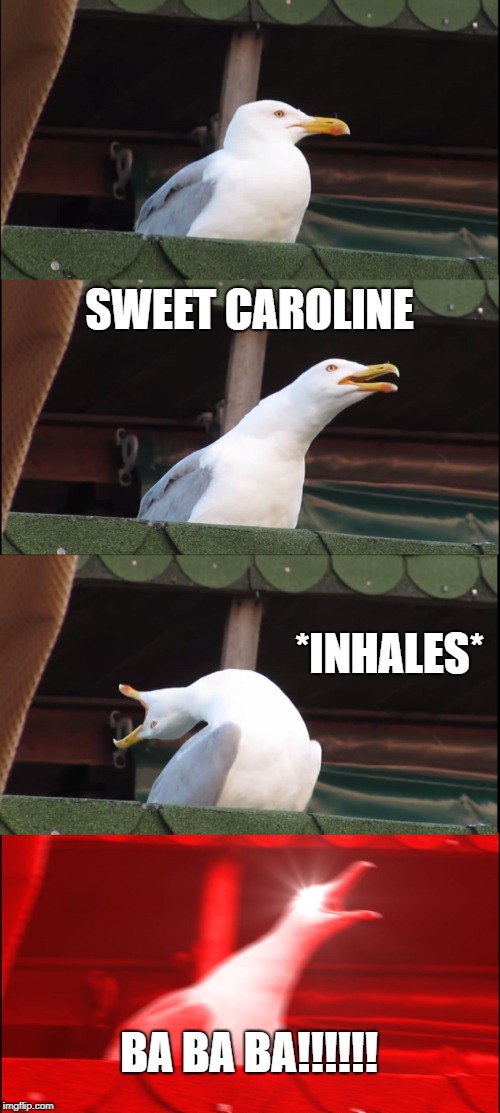 Sweet Caroline | SWEET CAROLINE; *INHALES*; BA BA BA!!!!!! | image tagged in memes,inhaling seagull,sweet caroline,song lyrics | made w/ Imgflip meme maker