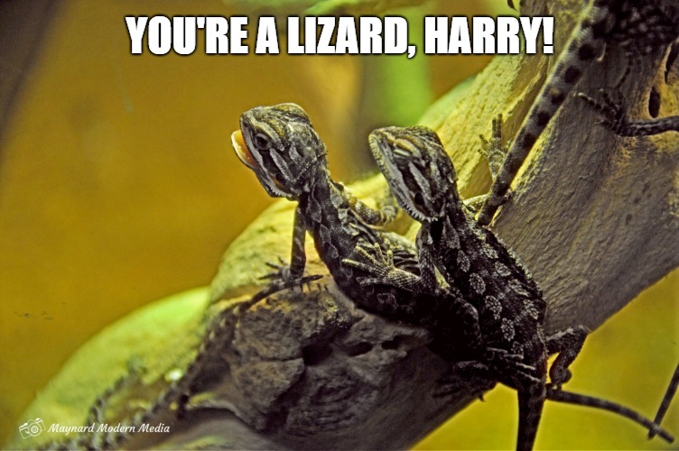 YOU'RE A LIZARD, HARRY! | image tagged in lizard buddies | made w/ Imgflip meme maker
