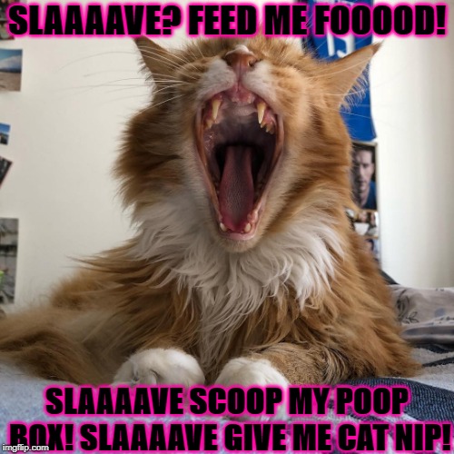 SLAAAAVE? FEED ME FOOOOD! SLAAAAVE SCOOP MY POOP BOX! SLAAAAVE GIVE ME CAT NIP! | image tagged in serve me slave | made w/ Imgflip meme maker