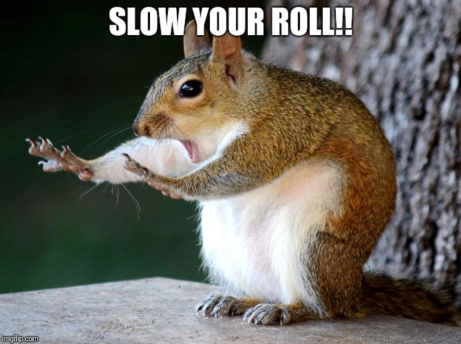 Slow down | SLOW YOUR ROLL!! | image tagged in slowpoke,slow,squirrel | made w/ Imgflip meme maker