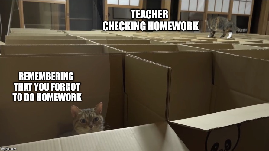 TEACHER CHECKING HOMEWORK; REMEMBERING THAT YOU FORGOT TO DO HOMEWORK | image tagged in cat in a box | made w/ Imgflip meme maker