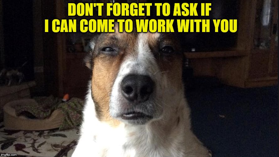 DON'T FORGET TO ASK IF I CAN COME TO WORK WITH YOU | made w/ Imgflip meme maker