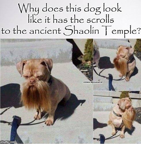 image tagged in wise dog shaolin | made w/ Imgflip meme maker
