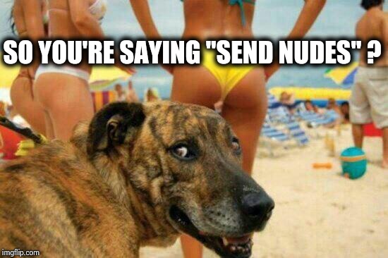 soon meme -dog bikini | SO YOU'RE SAYING "SEND NUDES" ? | image tagged in soon meme -dog bikini | made w/ Imgflip meme maker