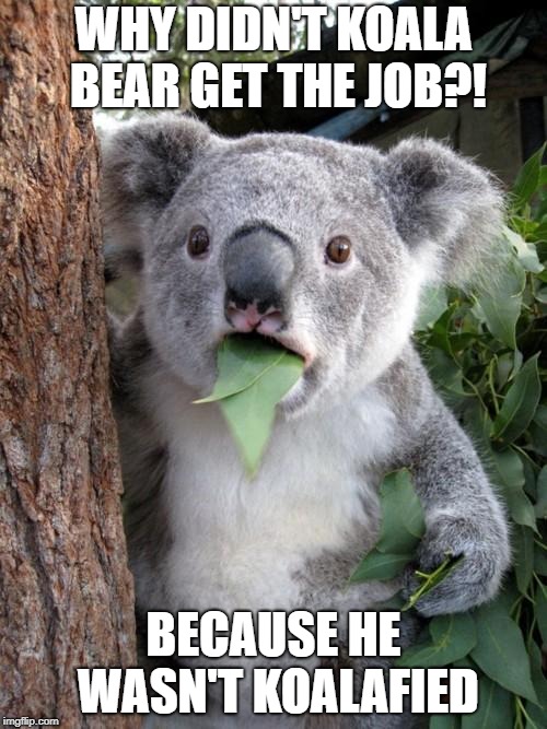 Surprised Koala Meme | WHY DIDN'T KOALA BEAR GET THE JOB?! BECAUSE HE WASN'T KOALAFIED | image tagged in memes,surprised koala | made w/ Imgflip meme maker