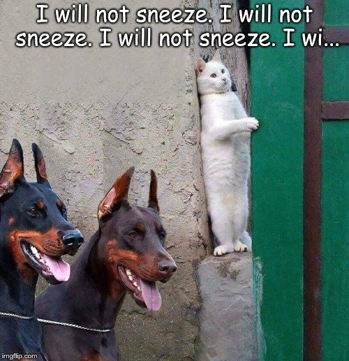White cat hiding from dobermans | I will not sneeze. I will not sneeze. I will not sneeze. I wi... | image tagged in white cat hiding from dobermans | made w/ Imgflip meme maker