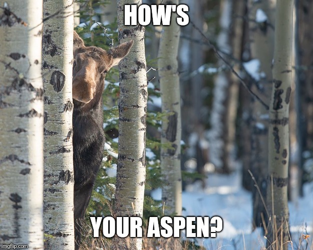 HOW'S; YOUR ASPEN? | made w/ Imgflip meme maker