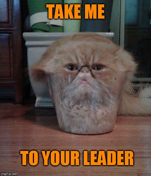 I come in peace | TAKE ME; TO YOUR LEADER | image tagged in cat memes,aliens,funny cats | made w/ Imgflip meme maker