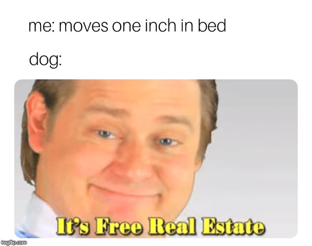 Its free doge estate | image tagged in dog,bed,its free real estate | made w/ Imgflip meme maker