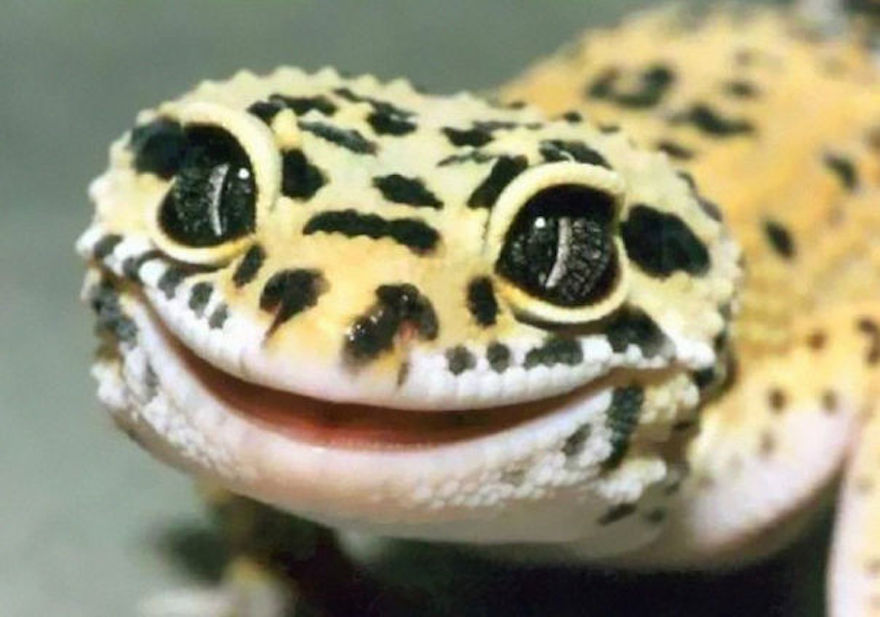 High Quality Smiling Lizard Blank Meme Template