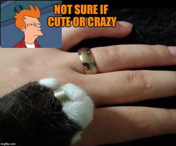 You've got a real cat ch there. | NOT SURE IF CUTE OR CRAZY | image tagged in futurama fry,cats,memes,funny | made w/ Imgflip meme maker