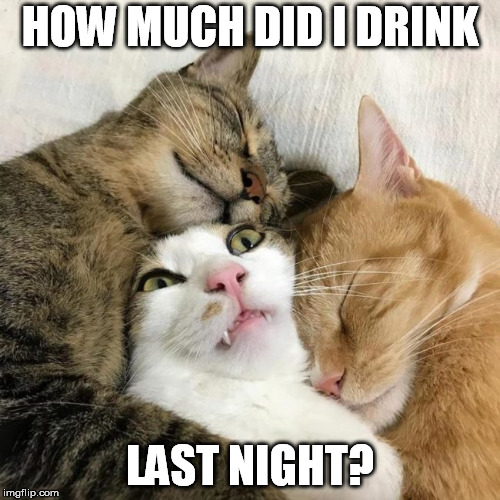 Blackout | HOW MUCH DID I DRINK; LAST NIGHT? | image tagged in cat memes,blackout,drink,wake up,ive made a huge mistake | made w/ Imgflip meme maker