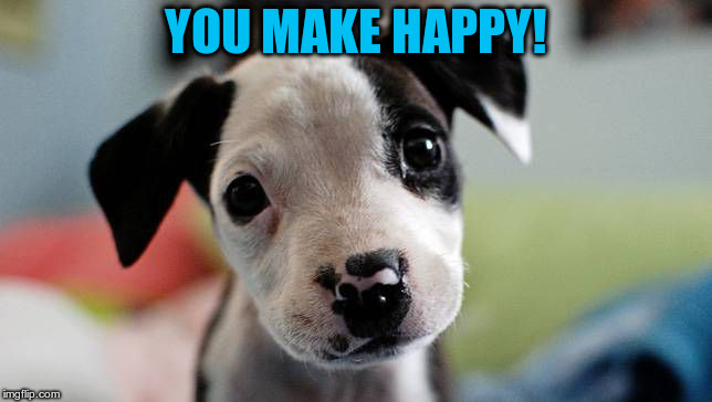 In Case of Bad Day, Remember | YOU MAKE HAPPY! | image tagged in cute pup | made w/ Imgflip meme maker