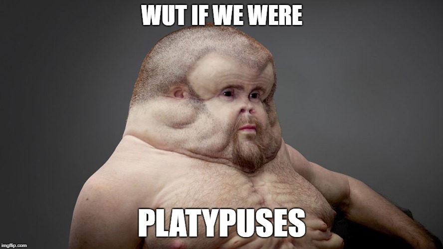 WUT IF WE WERE; PLATYPUSES | image tagged in platypus,wut is dis | made w/ Imgflip meme maker