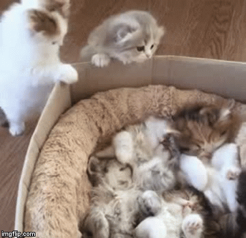 ''This place is packed! I told you we shouldn't have left the house!'' | image tagged in gifs,cats,cute cat,i love cats,craziness_all_the_way,google images | made w/ Imgflip video-to-gif maker