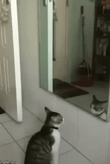 "The left! Give 'em the left!!" "No, your other left!" | image tagged in gifs,cats,i love cats,google images,cat,craziness_all_the_way | made w/ Imgflip video-to-gif maker