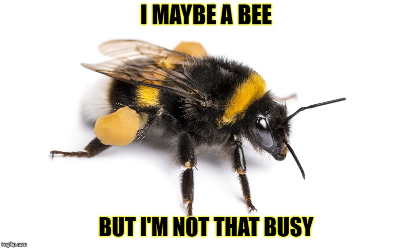 Bee With A Stinga Memes Gifs Imgflip