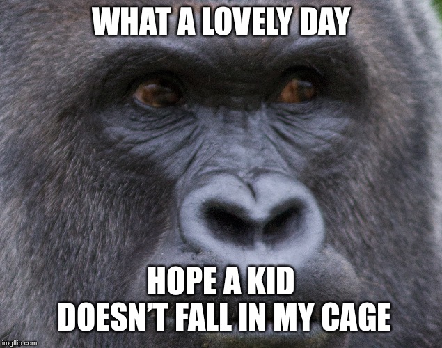 Harambe closeup | WHAT A LOVELY DAY; HOPE A KID DOESN’T FALL IN MY CAGE | image tagged in harambe closeup | made w/ Imgflip meme maker
