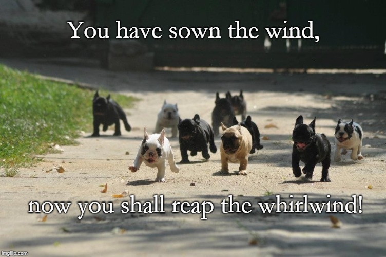Reap the Whirlwind | You have sown the wind, now you shall reap the whirlwind! | image tagged in hosea,sown the wind,puppies | made w/ Imgflip meme maker