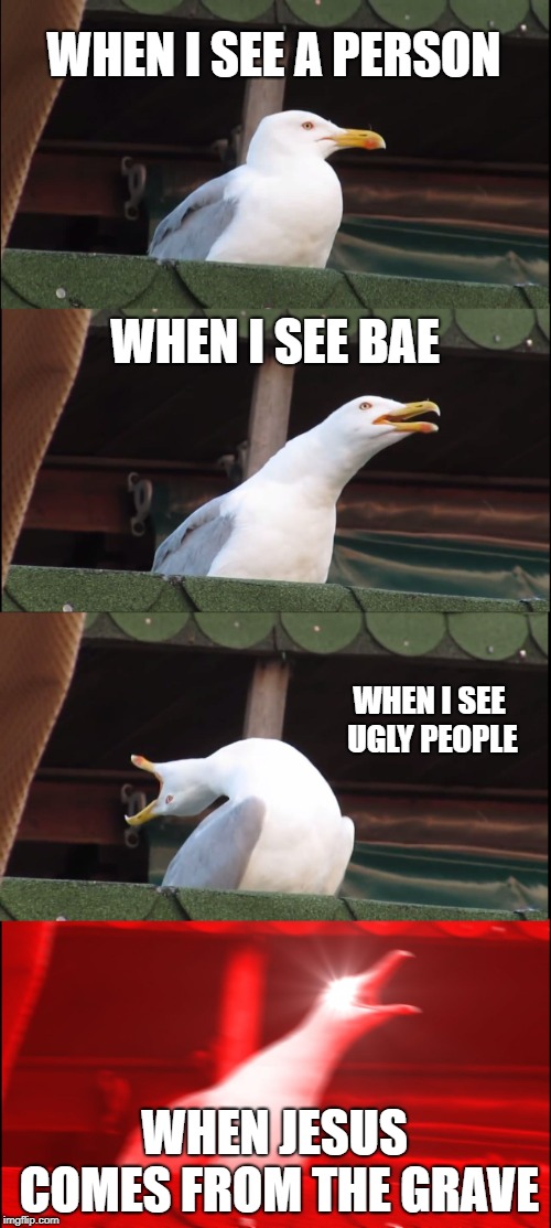 Inhaling Seagull | WHEN I SEE A PERSON; WHEN I SEE BAE; WHEN I SEE UGLY PEOPLE; WHEN JESUS COMES FROM THE GRAVE | image tagged in memes,inhaling seagull | made w/ Imgflip meme maker