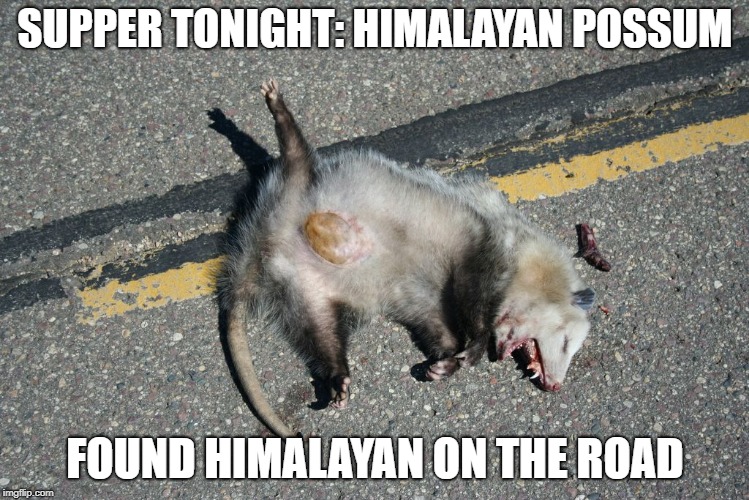 SUPPER TONIGHT: HIMALAYAN POSSUM; FOUND HIMALAYAN ON THE ROAD | image tagged in possum,roadkill,road kill,roadkill possum | made w/ Imgflip meme maker
