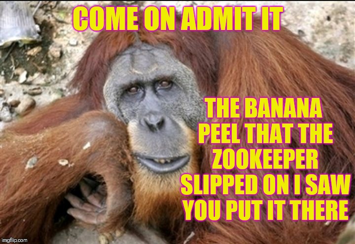 Creepy Condescending Monkey | COME ON ADMIT IT; THE BANANA PEEL THAT THE ZOOKEEPER SLIPPED ON I SAW YOU PUT IT THERE | image tagged in creepy condescending monkey,memes,funny,creepy condescending wonka,zoo,monkeys | made w/ Imgflip meme maker