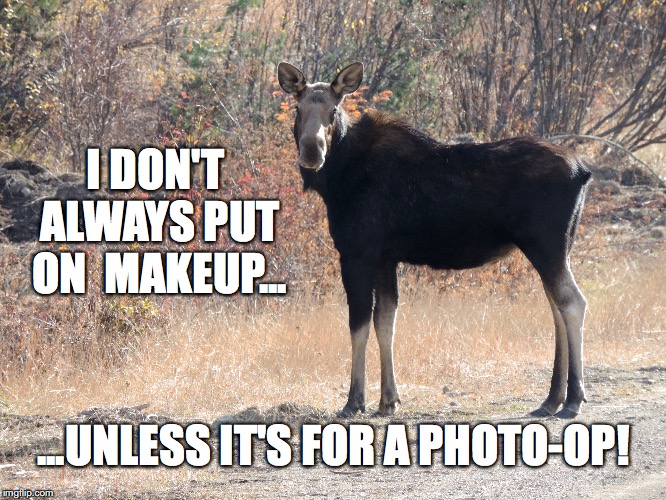 Photog'd this pretty girl last week! She's the real deal! | I DON'T ALWAYS PUT ON  MAKEUP... ...UNLESS IT'S FOR A PHOTO-OP! | image tagged in most interesting moose | made w/ Imgflip meme maker