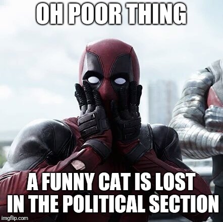 Deadpool Surprised | OH POOR THING; A FUNNY CAT IS LOST IN THE POLITICAL SECTION | image tagged in memes,deadpool surprised | made w/ Imgflip meme maker