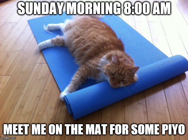 SUNDAY MORNING 8:00 AM; MEET ME ON THE MAT FOR SOME PIYO | image tagged in cats | made w/ Imgflip meme maker