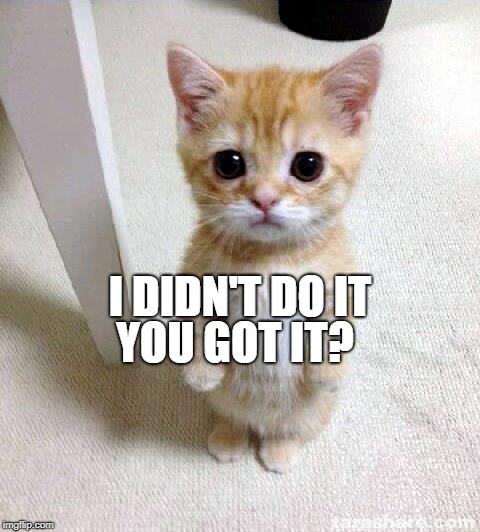 Cute Cat Meme | YOU GOT IT? I DIDN'T DO IT | image tagged in memes,cute cat | made w/ Imgflip meme maker