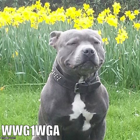 #WWG1WGA | WWG1WGA | image tagged in wwg1wga staffordshirebullterrier thepatriots thegreatawakening darknesstolight | made w/ Imgflip meme maker